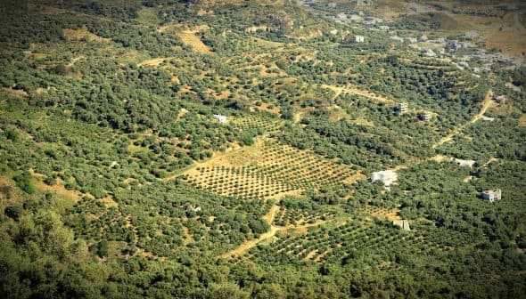 Aerial view of a vast olive grove with neatly arranged trees in rows. - Olive Oil Times