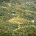 Aerial view of a vast olive grove with neatly arranged trees in rows. - Olive Oil Times
