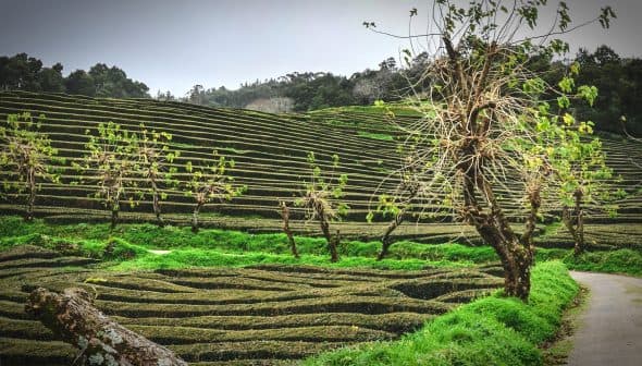 Terraced tea plantation fields with green bushes and bare trees in the foreground. - Olive Oil Times