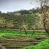Terraced tea plantation fields with green bushes and bare trees in the foreground. - Olive Oil Times