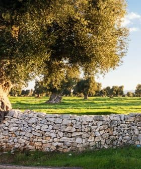 Olive trees in a field with a stone wall in the foreground under a clear sky. - Olive Oil Times