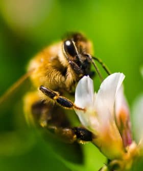 Close-up of a honeybee collecting nectar from a white flower with green background. - Olive Oil Times