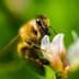 Close-up of a honeybee collecting nectar from a white flower with green background. - Olive Oil Times