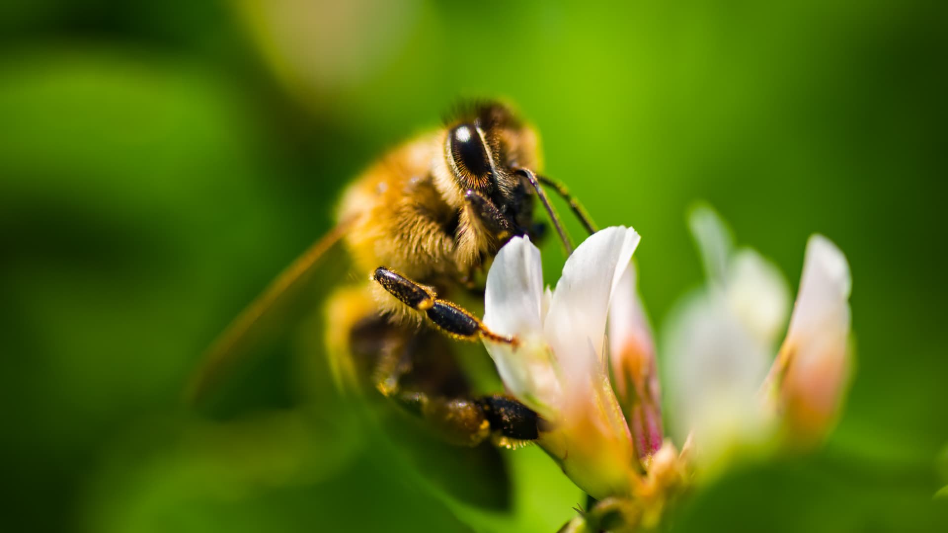 Close-up of a honeybee collecting nectar from a white flower with green background. - Olive Oil Times