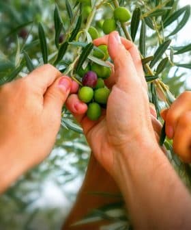 Multiple hands reaching for olives on a branch of an olive tree during harvest. - Olive Oil Times