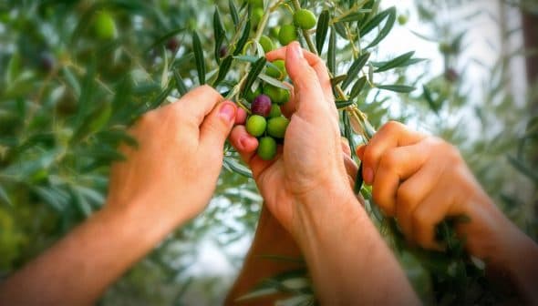 Multiple hands reaching for olives on a branch of an olive tree during harvest. - Olive Oil Times