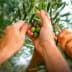 Multiple hands reaching for olives on a branch of an olive tree during harvest. - Olive Oil Times