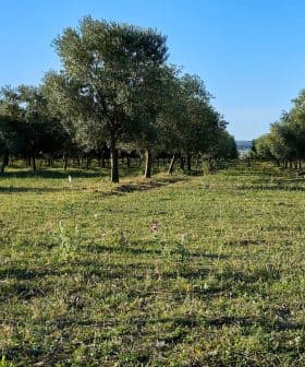 Rows of olive trees in a green field under a clear blue sky. - Olive Oil Times