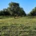 Rows of olive trees in a green field under a clear blue sky. - Olive Oil Times