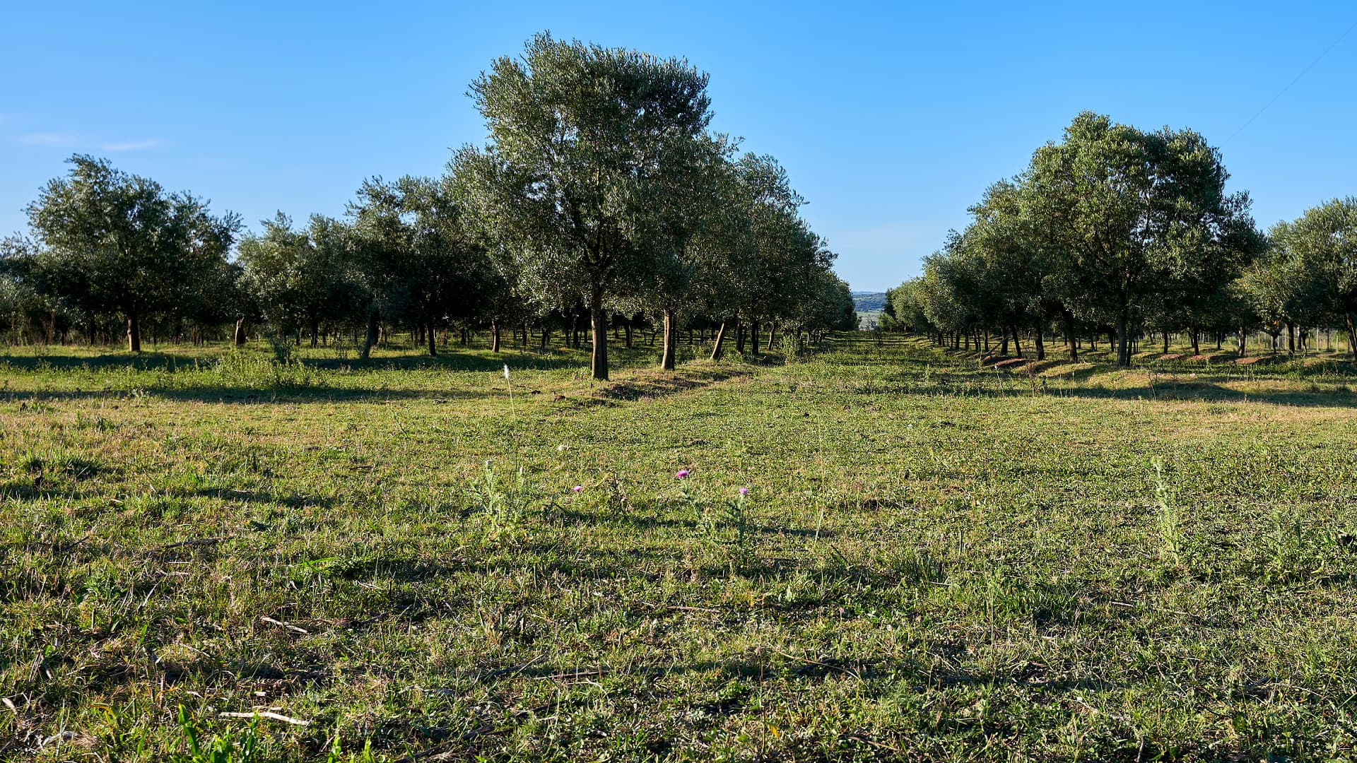 Rows of olive trees in a green field under a clear blue sky. - Olive Oil Times