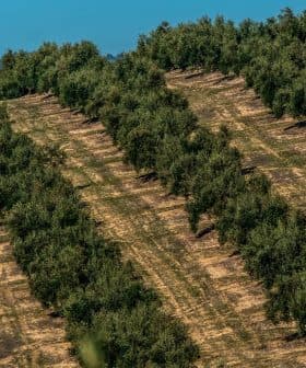 Aerial view of an olive tree orchard with neatly arranged rows of trees on a hillside. - Olive Oil Times