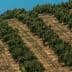 Aerial view of an olive tree orchard with neatly arranged rows of trees on a hillside. - Olive Oil Times