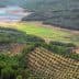 Aerial view of a landscape featuring olive groves and a body of water in the background. - Olive Oil Times