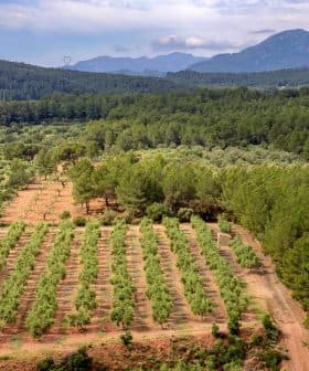 Aerial view of an olive grove with rows of olive trees and surrounding mountains in the background. - Olive Oil Times