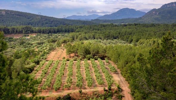 Aerial view of an olive grove with rows of olive trees and surrounding mountains in the background. - Olive Oil Times