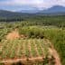Aerial view of an olive grove with rows of olive trees and surrounding mountains in the background. - Olive Oil Times