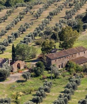 Aerial view of a farmhouse surrounded by olive trees in a rural landscape. - Olive Oil Times