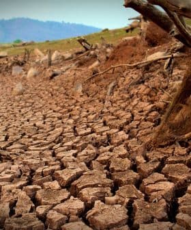 Dried and cracked soil with exposed tree roots in a barren landscape. - Olive Oil Times
