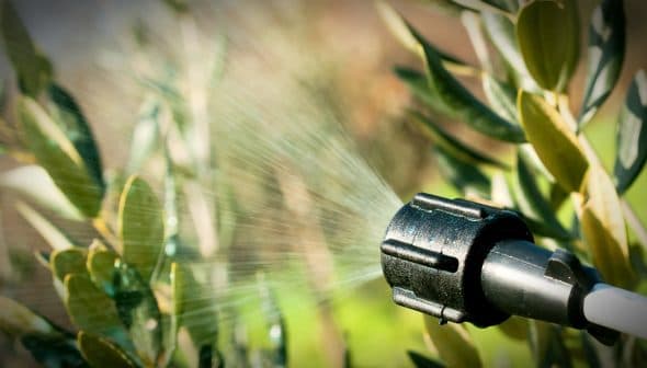 Close-up of a black garden sprayer nozzle spraying water on green leaves. - Olive Oil Times