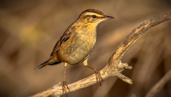 A small bird standing on a branch with a blurred background. - Olive Oil Times