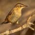 A small bird standing on a branch with a blurred background. - Olive Oil Times