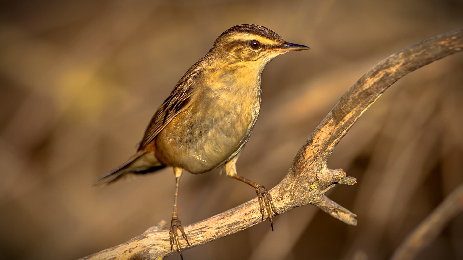 A small bird standing on a branch with a blurred background. - Olive Oil Times