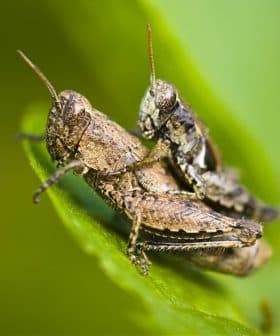 Two grasshoppers perched on a green leaf, showcasing their natural coloration and details. - Olive Oil Times