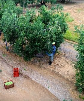 Individual harvesting olives from trees in an olive grove with crates on the ground. - Olive Oil Times