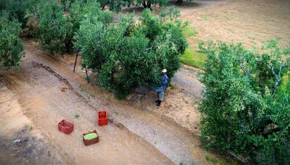 Individual harvesting olives from trees in an olive grove with crates on the ground. - Olive Oil Times