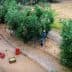 Individual harvesting olives from trees in an olive grove with crates on the ground. - Olive Oil Times