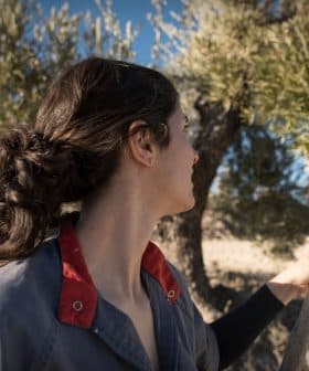 Woman with a ponytail holding a stick while harvesting olives from a tree. - Olive Oil Times