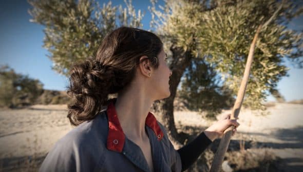 Woman with a ponytail holding a stick while harvesting olives from a tree. - Olive Oil Times