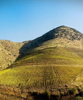 Vineyard landscape featuring terraced hills with rows of grapevines under a clear blue sky. - Olive Oil Times