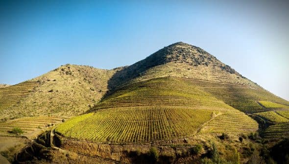 Vineyard landscape featuring terraced hills with rows of grapevines under a clear blue sky. - Olive Oil Times