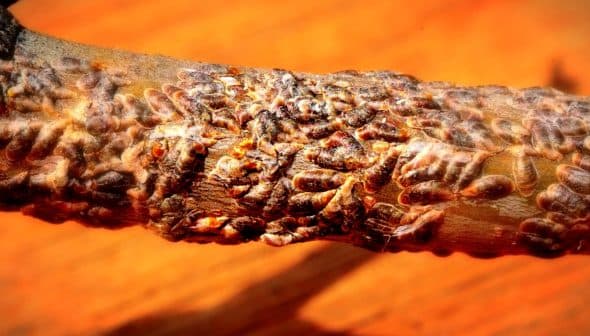 A close-up view of numerous insects clustered on a tree branch, showing their detailed textures. - Olive Oil Times