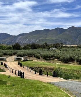 Olive grove with neatly arranged trees and mountains in the background under a blue sky. - Olive Oil Times