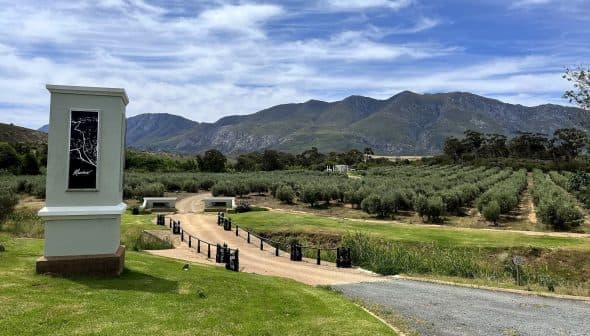 Olive grove with neatly arranged trees and mountains in the background under a blue sky. - Olive Oil Times