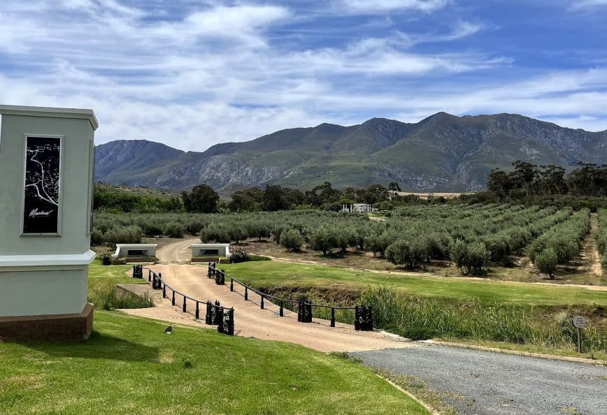 Olive grove with neatly arranged trees and mountains in the background under a blue sky. - Olive Oil Times