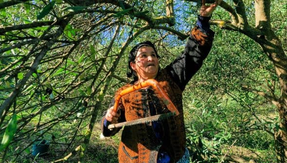 Woman using a saw to prune olive trees in an orchard. - Olive Oil Times