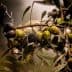Close-up of an olive branch featuring green and black olives with water droplets. - Olive Oil Times