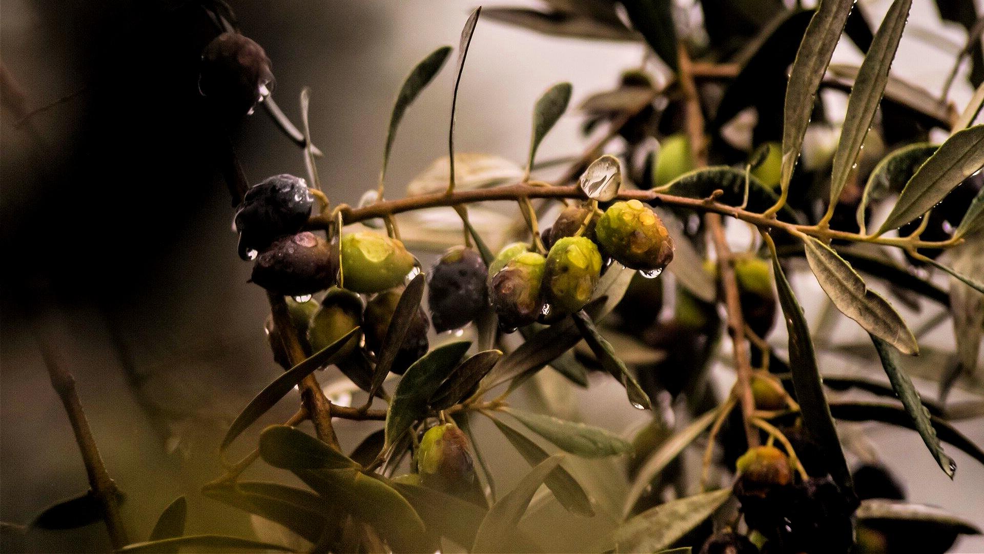 Close-up of an olive branch featuring green and black olives with water droplets. - Olive Oil Times