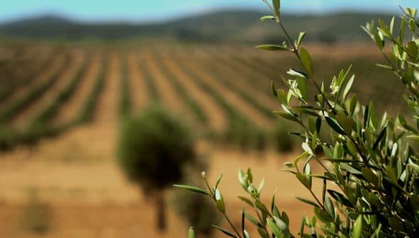 Close-up of an olive tree branch with green leaves in an olive grove with rows of trees in the background. - Olive Oil Times