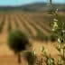 Close-up of an olive tree branch with green leaves in an olive grove with rows of trees in the background. - Olive Oil Times