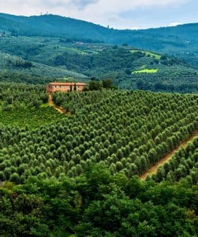Expansive olive grove landscape in Tuscany with rolling hills and a farmhouse in the distance. - Olive Oil Times