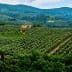 Expansive olive grove landscape in Tuscany with rolling hills and a farmhouse in the distance. - Olive Oil Times