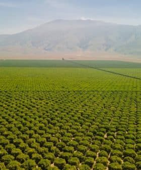 Aerial view of extensive green agricultural fields with rows of crops under a clear sky. - Olive Oil Times