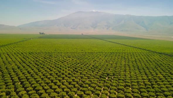 Aerial view of extensive green agricultural fields with rows of crops under a clear sky. - Olive Oil Times