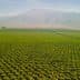 Aerial view of extensive green agricultural fields with rows of crops under a clear sky. - Olive Oil Times
