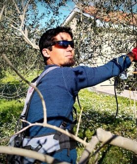 Individual wearing sunglasses and gloves pruning olive trees in a field. - Olive Oil Times
