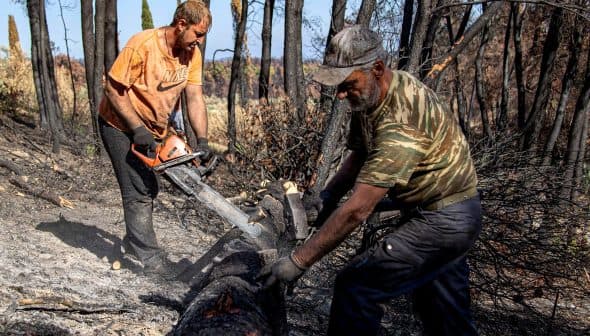 Two men using chainsaws to cut a fallen tree in a burned area after a wildfire. - Olive Oil Times